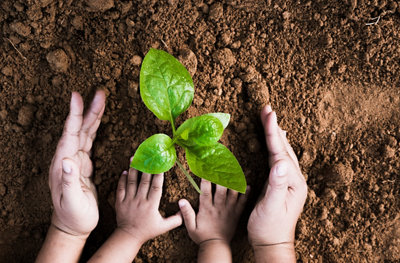 Protéger les plantes et le potager