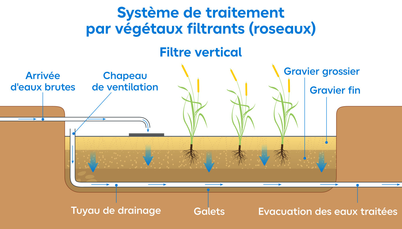 Schéma du système de traitement par végétaux filtrants à la vertical