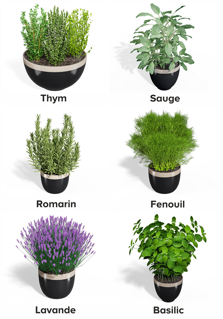 6 plantes aromatiques qui aiment le soleil