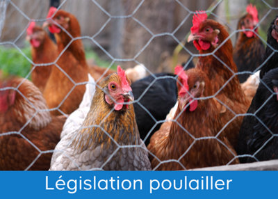 poulailler en ville