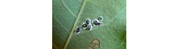 Alerte insecte nuisible