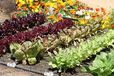 Un exemple de beau potager