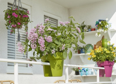 Végétaliser son balcon