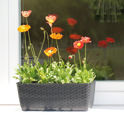 balcon végétalisé
