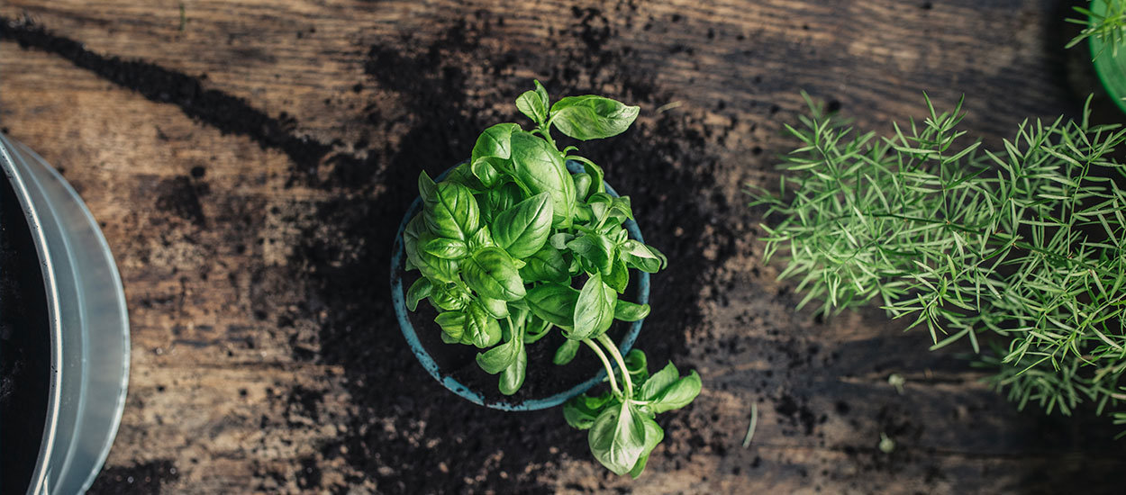 Comment multiplier son basilic ? (et russir  le garder en vie) |  Entretien du jardin | Castorama.fr