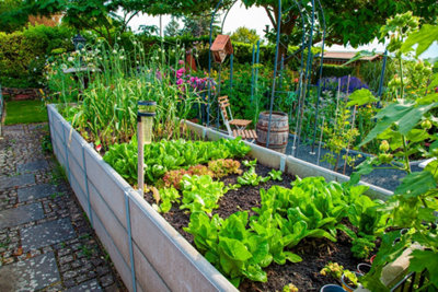 Photo d'un potager surélevé dans des bacs