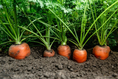 Zoom sur des carottes dans la terre