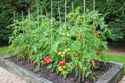 Plants de tomates