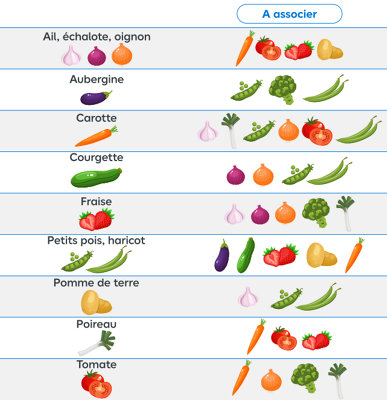 Tableau récapitulatif des bonnes associations de légumes à faire au potager