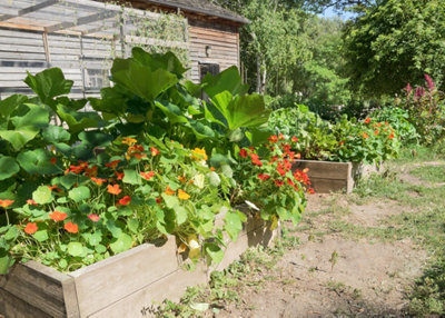 Image d'un potager avec légumes etcapucines mélangés