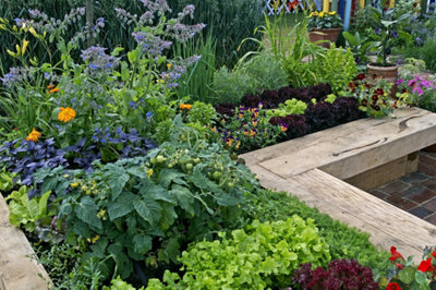 Image d'un potager avec légumes et bourraches mélangés