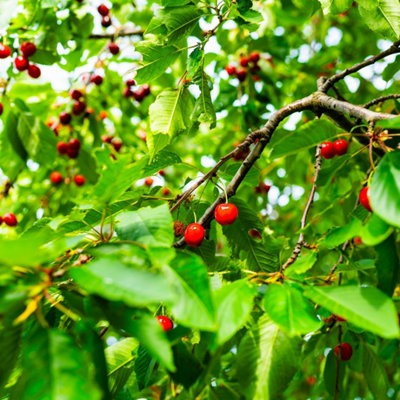Zoom sur des branches de cerisier