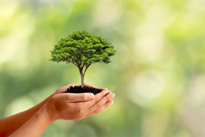 illustration de la préservation de l'environnement avec un arbre planté au creux de deux mains