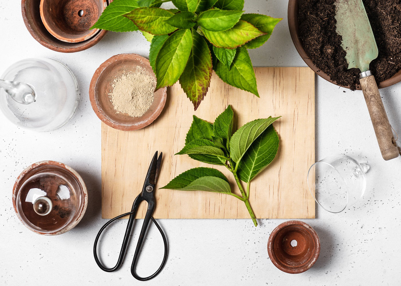 Image d'un atelier de bouturage