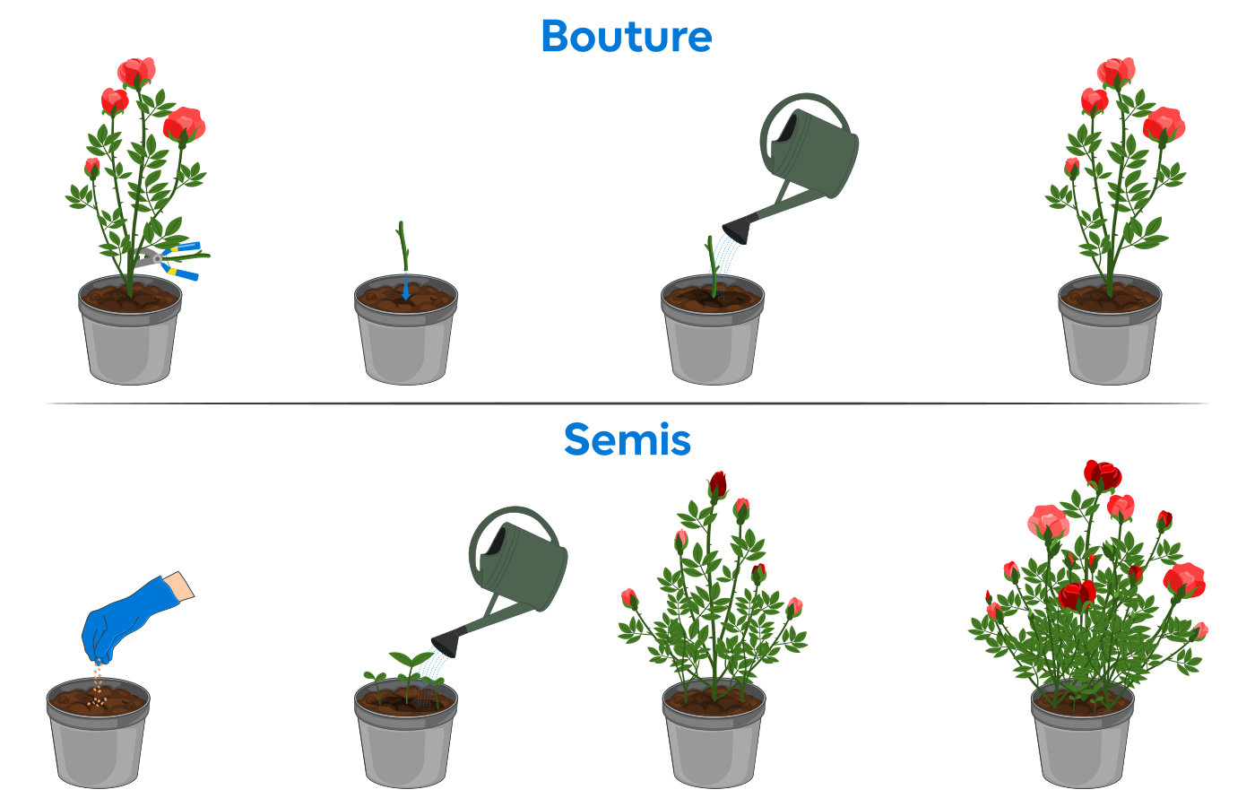 Schéma comparatif entre bouture et semis