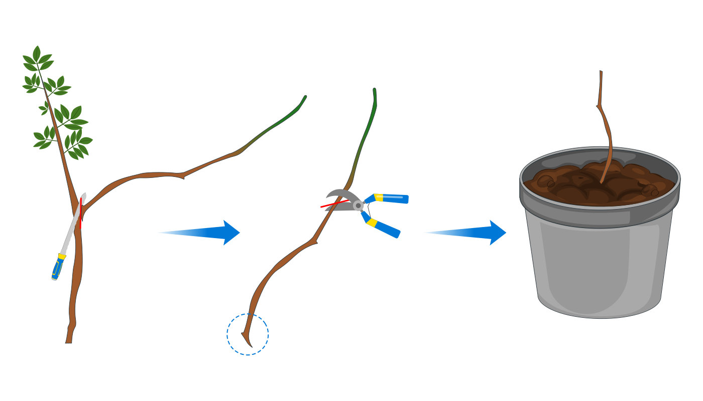 Illustration du bouturage d'une tige semi-ligneuse