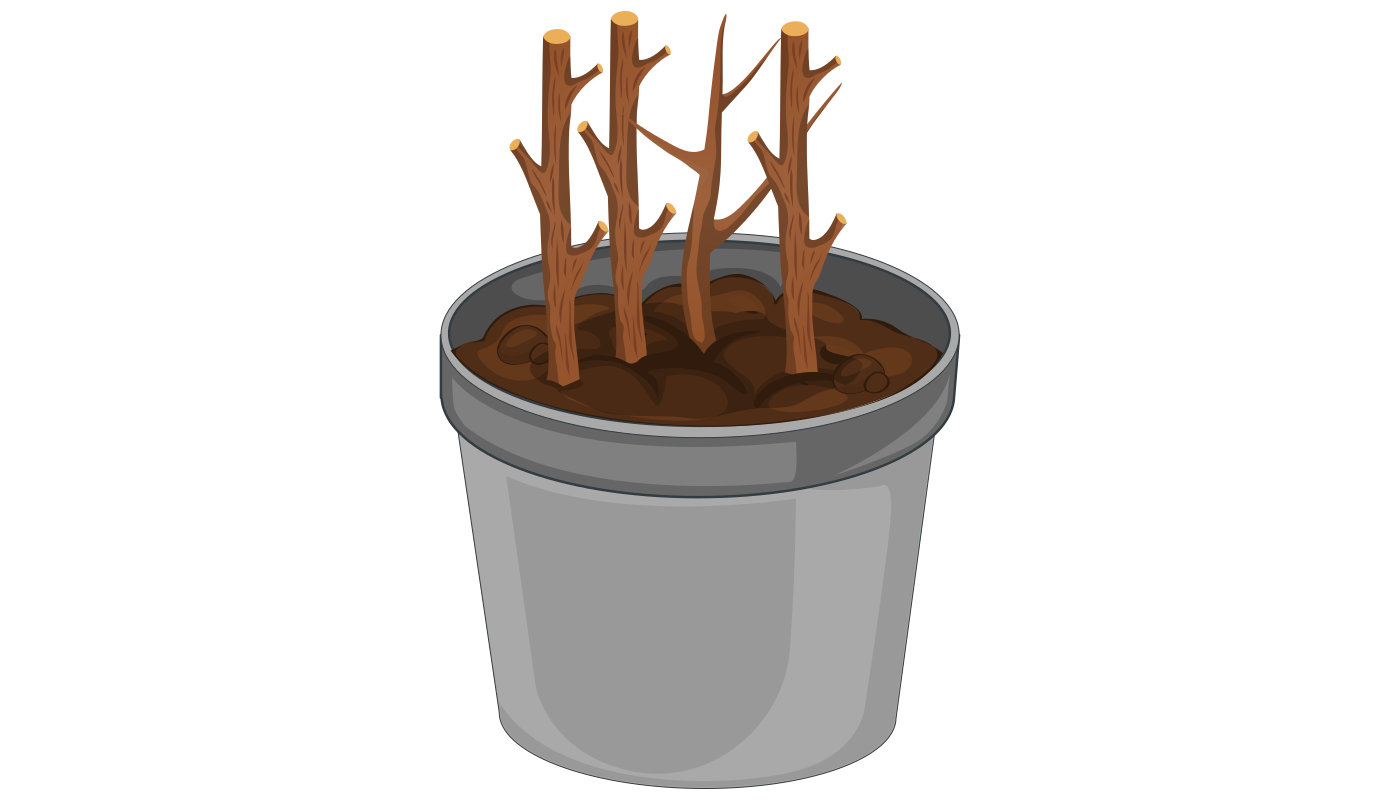 Illustration du bouturage d'un bois sec
