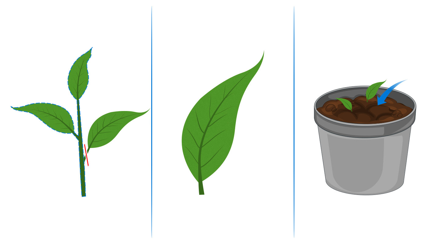 Illustration du bouturage à partir d'une feuille