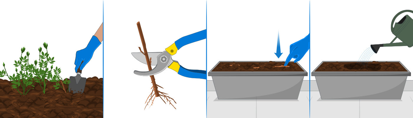 Illustration du bouturage à partir d'une racine