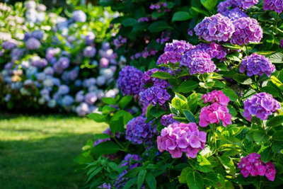 Photo d'un hortensia