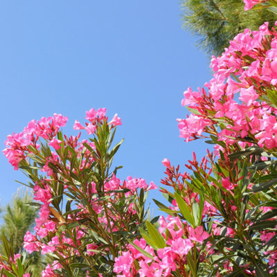 Photo d'un laurier rose