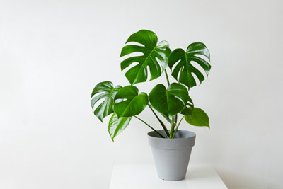 Photo d'un monstera