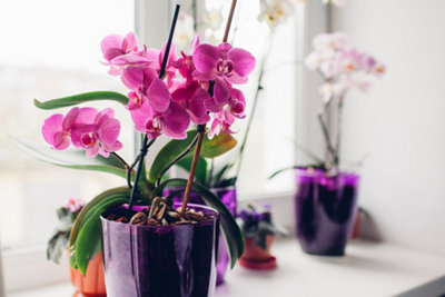 Photo d'une orchidée