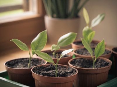 Photo de 4 pots de boutures