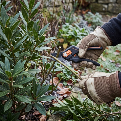 Taille d'un arbuste au sécateur avec gants de protection au jardin en novembre avant l'hiver.