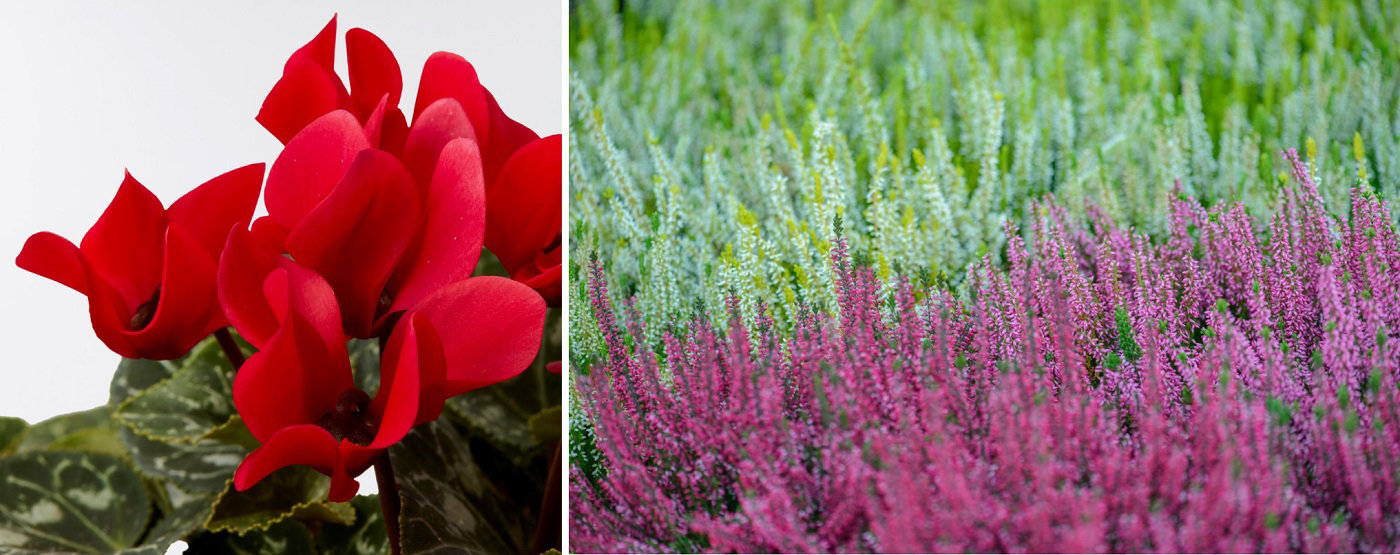 Quelles fleurs planter en décembre