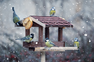 Les oiseaux sauvages ne consomment pas tous la même chose.