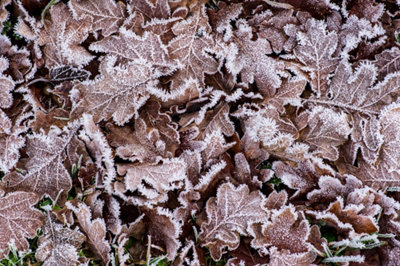 Le sol, comme tout organisme, a besoin de vitamines en hiver.