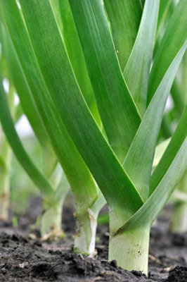 Votre jardin potager peut paraître un peu triste ce mois-ci, surtout si l'hiver a été particulièrement rude et que le sol a gelé.