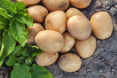 La culture de légumes peut être limitée à l'extérieur