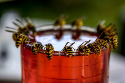 Les petites bêtes volantes sont omniprésentes au jardin en été