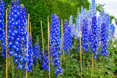 Posez des piquets, taillez et divisez les plantes