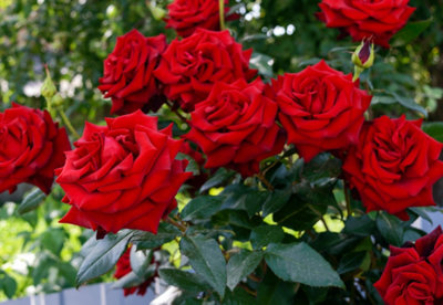 L’entretien des roses au mois de juin