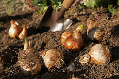 Préparez déjà la fin de l’été pour vos fleurs