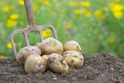 Le mois de juin au potager