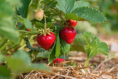 Faites pousser vos propres fruits au mois de juin
