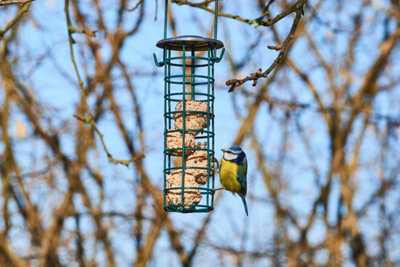 Mésange bleue à une mangeoire de boules de graisse en novembre, aide cruciale pour les oiseaux du jardin en hiver.