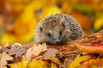 Hérisson d'Europe dans les feuilles mortes, abri pour la faune du jardin en novembre avant l'hibernation.