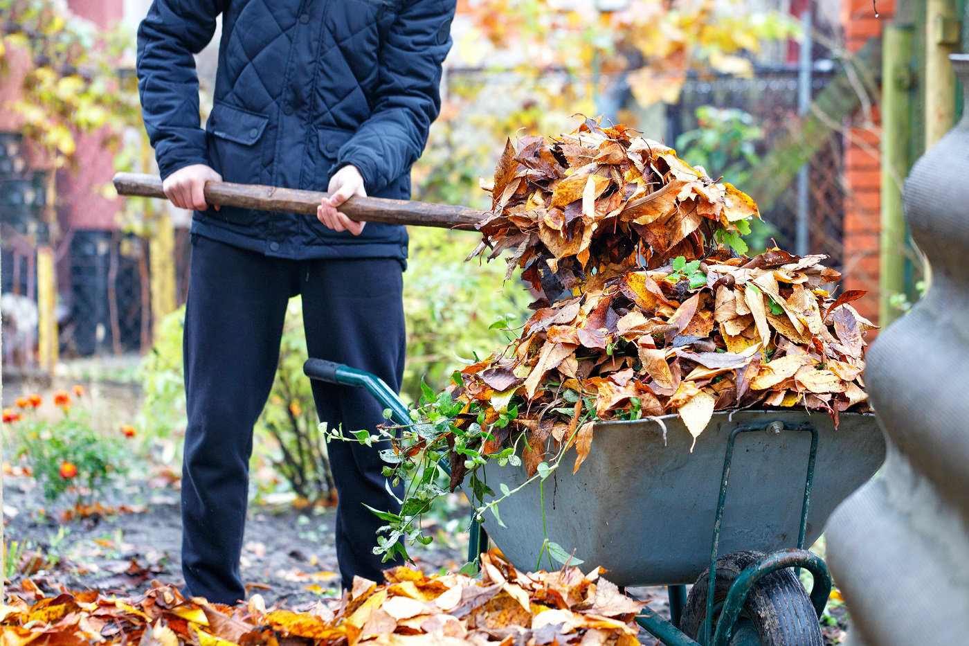 Jardinier ramassant des feuilles d'automne en brouette en novembre, une tâche essentielle pour le jardinier francilien avant l'hiver.