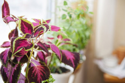 Rentrez les plantes et fleurs fragiles