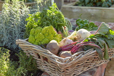 Ce n’est pas tout : de nombreux légumes peuvent être plantés en automne pour une récolte en hiver.