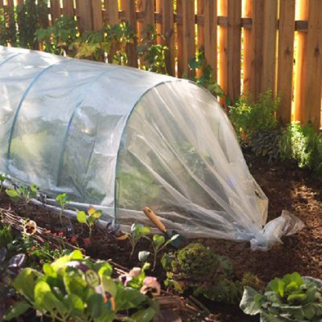 Toute salade ou tout légume racine qui ne serait pas tout à fait prêt doit être recouvert d'un voile d'hivernage horticole afin de prolonger la saison de croissance et d'assurer une protection contre
