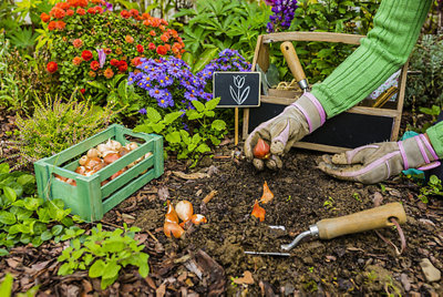 Planter des bulbes à floraison printanière et des plantes à repiquer hivernal