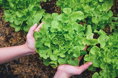 Faites pousser vos propres légumes et plantes aromatiques