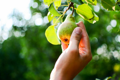 Faites pousser vos propres légumes et plantes aromatiques