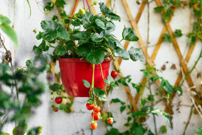 Quels fruits faire pousser sur son balcon
